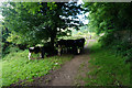 SO8208 : Sheltering cows on Bunker's Bank by Bill Boaden