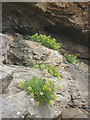 SD4376 : Rock samphire by Karl and Ali