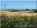 SC2785 : Mixed flock of birds on a partly harvested barley field by Christine Johnstone