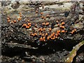 NS3878 : A slime mould - Trichia decipiens by Lairich Rig