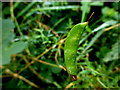 H4772 : Seed pod on wild plant, Mullaghmore by Kenneth  Allen