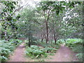 SU9587 : Public and permissive paths, near Harehatch Lane by David Hawgood