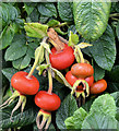 J2865 : Red rose hips, Tullynacross, Lambeg/Hilden (August 2016) by Albert Bridge