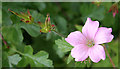 NJ9762 : French Cranesbill? by Anne Burgess