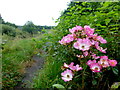 H4572 : Wild roses, Creevenagh by Kenneth  Allen