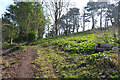 SX9372 : Climbing east in Homeyards Botanical Gardens, Shaldon by Robin Stott