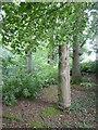 ST0519 : Carved tree stump, woods at Holcombe Court by David Smith