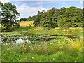 SK4563 : Row Pond at Hardwick Hall by David Dixon