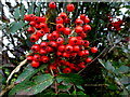 H4188 : Rowan tree berries, Gallan Lower by Kenneth  Allen