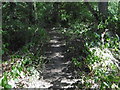 TQ2895 : Path in Oak Hill Woods Local Nature Reserve by Marathon