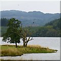 NN0015 : Dead tree beside Loch Awe by David Lally