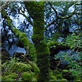 NN0219 : Moss-covered tree on the side of Loch Awe by David Lally