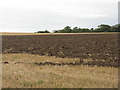 NT5682 : Stubble field at Balgone by M J Richardson