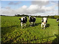 H4074 : Cows, Mullagharn by Kenneth  Allen