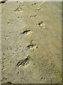 NJ1670 : Fossil Trackway by Anne Burgess