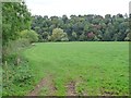 NY6621 : Chapel Wood, on the north bank of the River Eden by Christine Johnstone