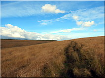  : Ger Nant y Fedwen / Near Nant y Fedwen by Alan Richards