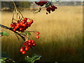 H4488 : Rowan berries, Corrickmore by Kenneth  Allen