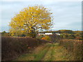 NZ3356 : Autumn colour near Sunderland by Malc McDonald