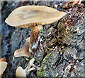 J3268 : Fungi, Minnowburn, Belfast - November 2016(6) by Albert Bridge