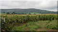 SO3120 : Maize crop in field west of Llanvihangel Crucorney by Trevor Littlewood