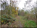 SJ8146 : Silverdale Country Park: path through Noah's Wood by Jonathan Hutchins