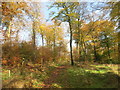 SU7794 : Path through Moules Wood by Des Blenkinsopp