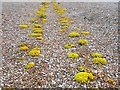 TR0118 : Biting stonecrop on Lydd Ranges by Patrick Roper