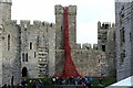 SH4762 : Poppies: Weeping Window by Richard Hoare