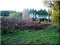 SD3678 : Larch saplings in woodland near Holker by Christine Johnstone