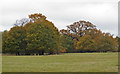 TQ5592 : Trees in Dagnam Park, The Manor Nature Reserve, Harold Hill by Roger Jones