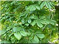 NX9873 : Horse chestnut leaves by Philip Halling