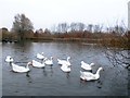 SE4511 : Pond and Wildfowl at South Kirkby Marsh by Jonathan Clitheroe