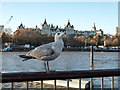 TQ3079 : Herring Gull and River Thames by Christine Matthews