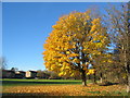 SP3176 : Maple near Tutbury Avenue by E Gammie