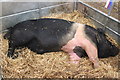 SJ7177 : Sleeping Saddleback at the Royal Cheshire Show by Jeff Buck