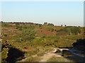 TQ4629 : View from Camp Hill Clump, Ashdown Forest by Marathon