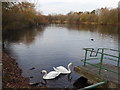 TQ4690 : Swans at Fairlop Waters Country Park by Marathon