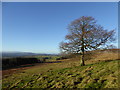 NX9295 : Lone tree, Linnburn Hill by Alan O'Dowd