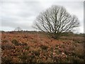 SE3214 : Lowland heath at Shroggs Hill, Seckar Wood by Christine Johnstone