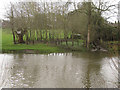 SP2965 : River Avon on the rise, southeast Warwick by Robin Stott