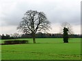 SE4747 : Contrasting trees along the Foss by Christine Johnstone