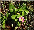 SX9268 : Primrose on the coast path by Derek Harper