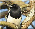 TQ0658 : Wisley - Magpie by Colin Smith