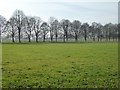 SO8642 : Avenue of bare trees in winter by Philip Halling