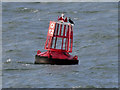 SD2204 : Port Buoy in the Queen's Channel, Liverpool Bay by David Dixon