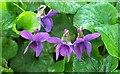 SX9065 : Violets, Old Woods Hill by Derek Harper