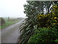 W4838 : Colourful roadside verge in February by David Sands