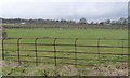 NY4325 : Tree nursery at Lanehead by Christine Johnstone