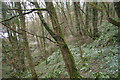 SX1451 : Snowdrops above Pont Pill by Christopher Hilton